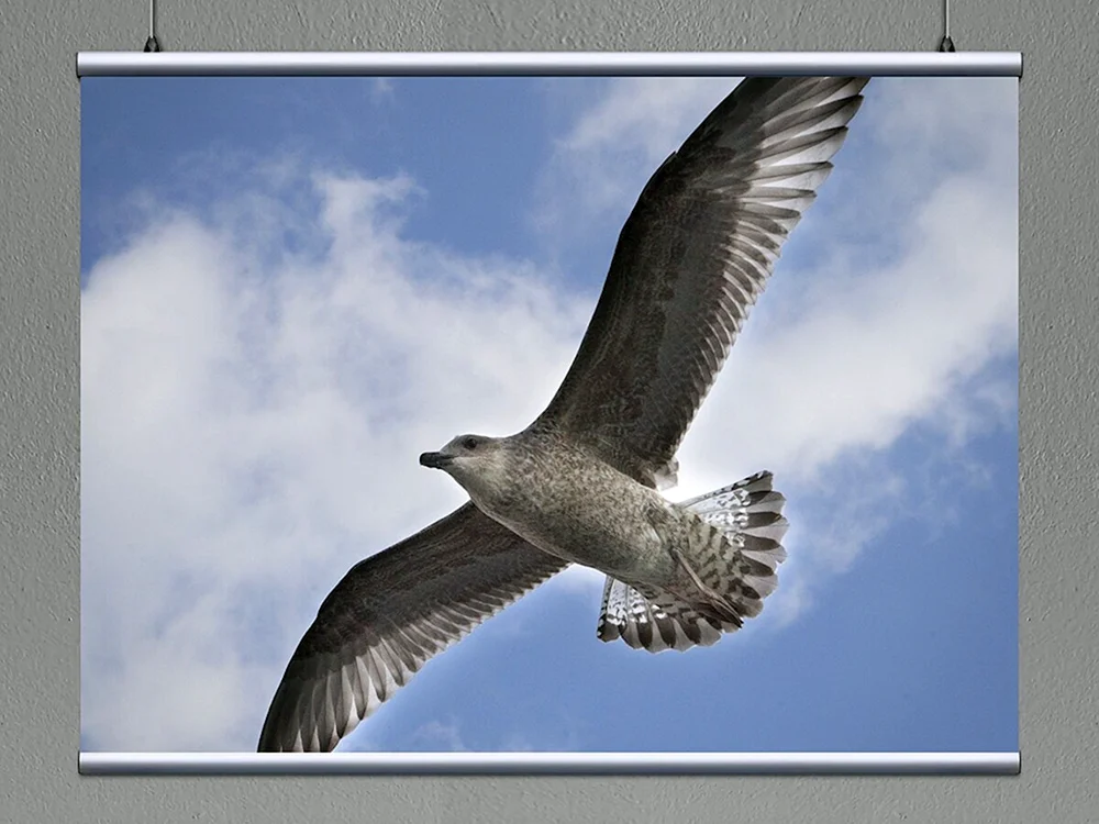 Vögel im Flug