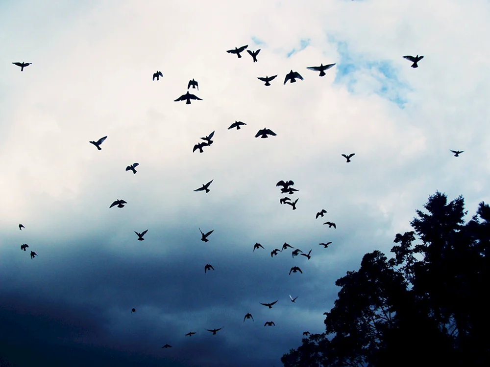 Bäume Vögel Wolken