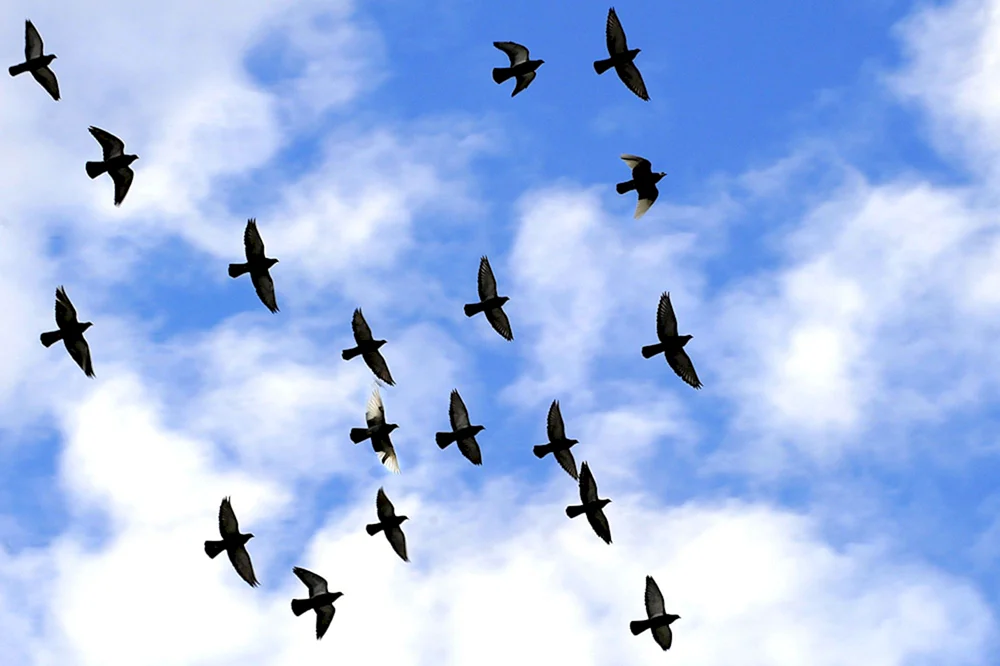Vogel fliegend