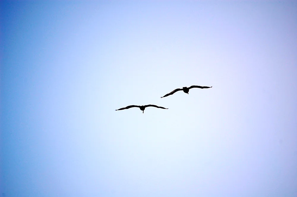 Vögel fliegend