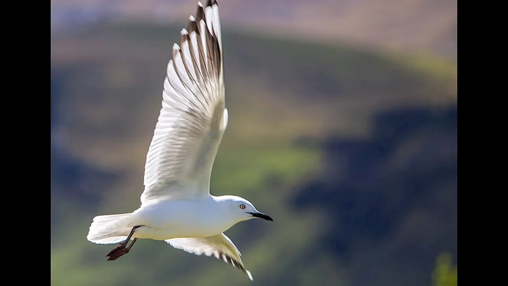 Vogel im Flug