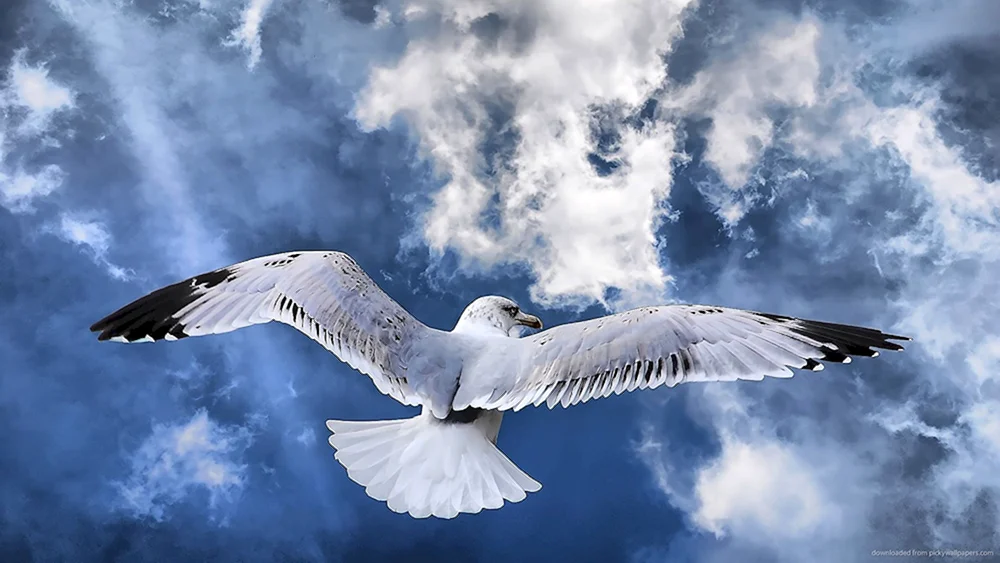 Vogel im Flug