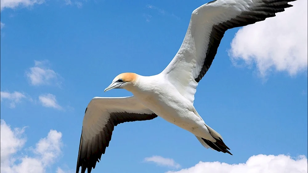 Vogel im Flug Vögel
