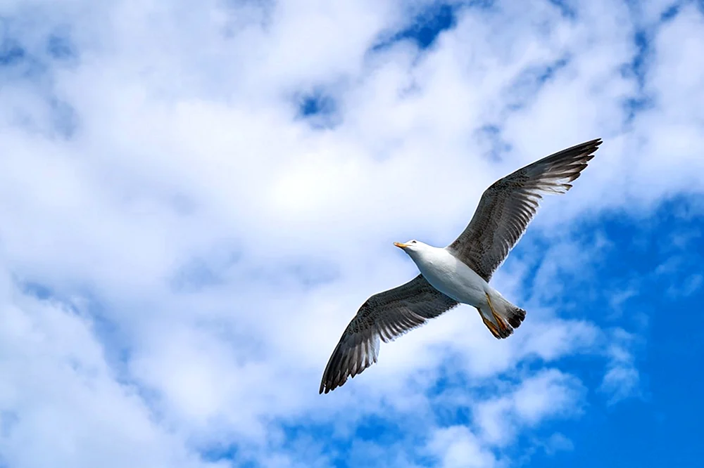 Vogel fliegend