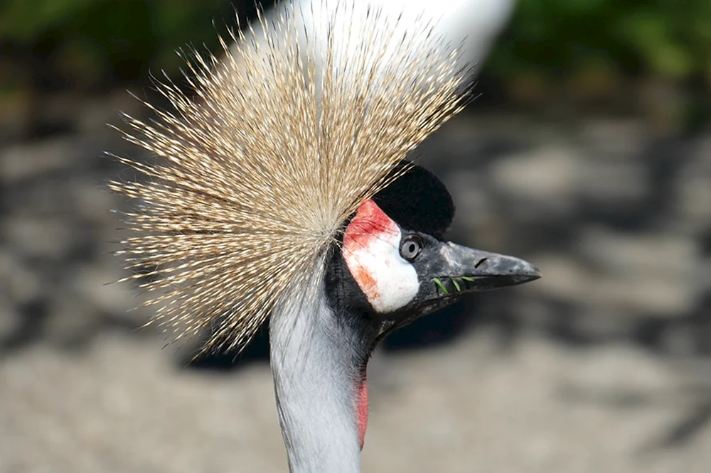 Haubenpinguin