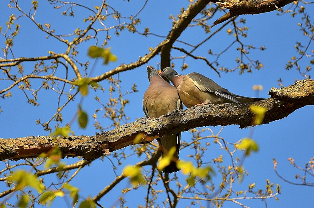 Frühlingsvögel