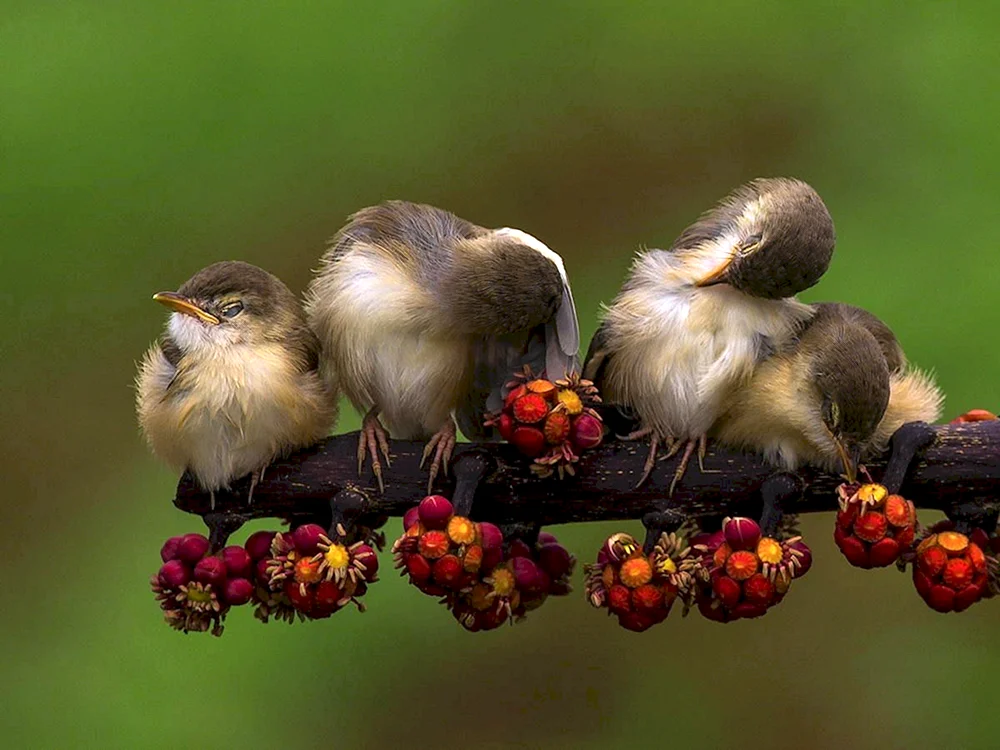 Sebras amadine Vogel auf einem Ast