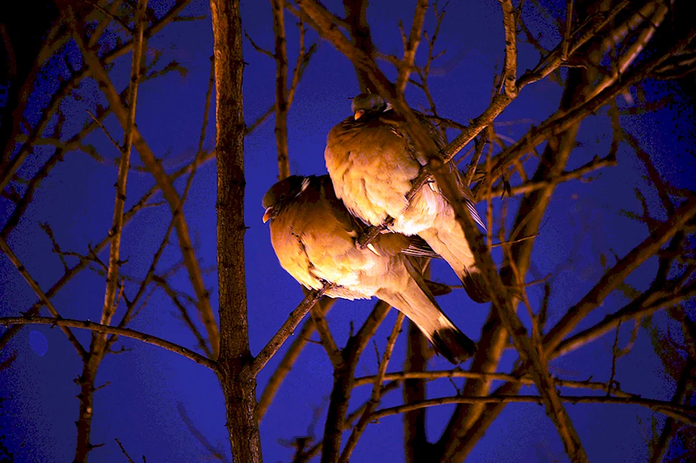 Ein Vogel bei Nacht auf einem Ast