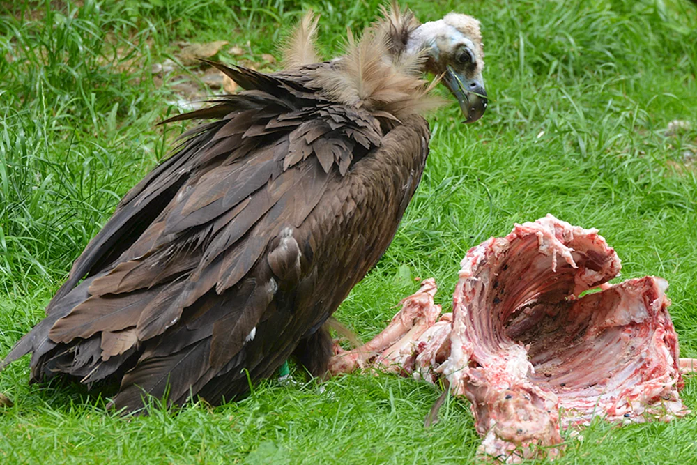 Weißkopfgeier Ruppelgeierspieß