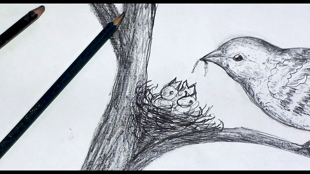 Vogelzeichnung