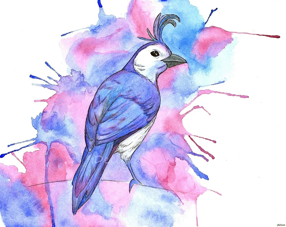 Vogelzeichnung