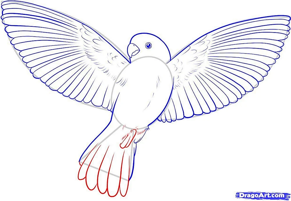Vogelzeichnung