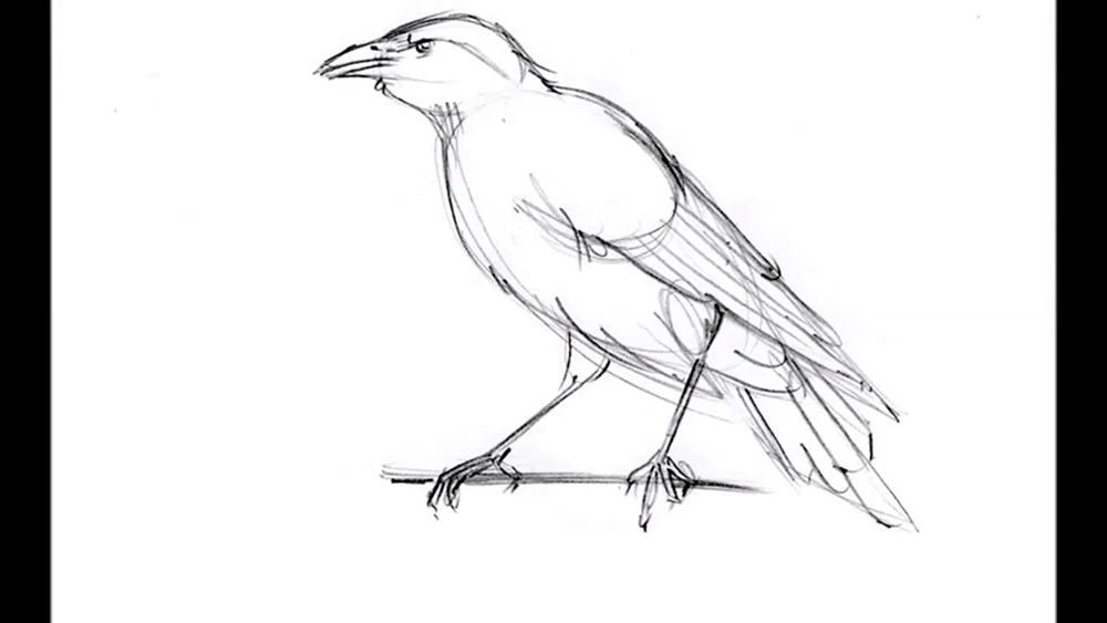Vogel Zeichnung