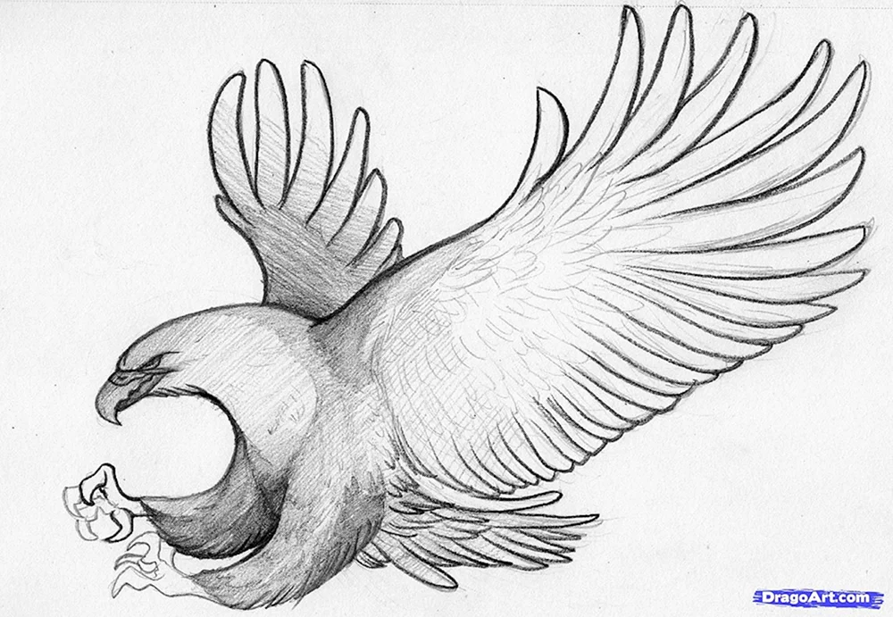 Vogelzeichnung