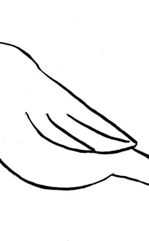 Vogelzeichnung
