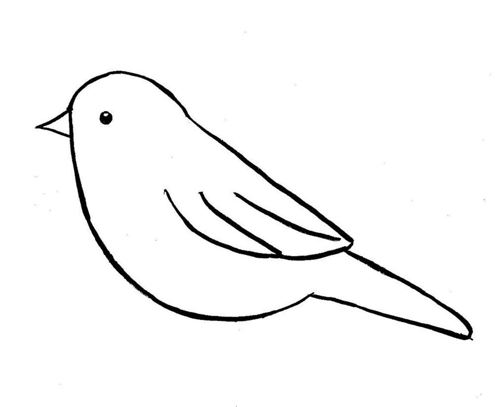 Vogelzeichnung