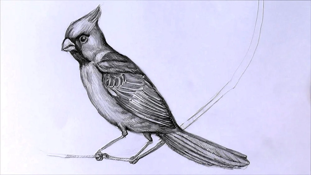 Vogelzeichnung