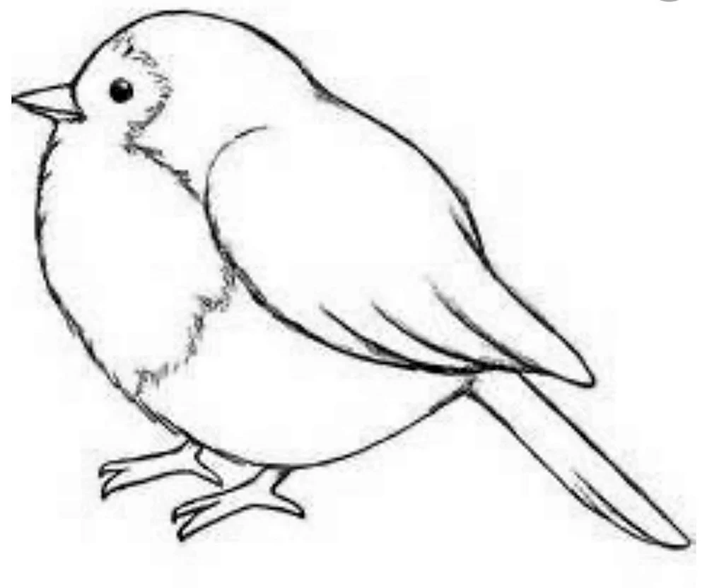 Vogelzeichnung