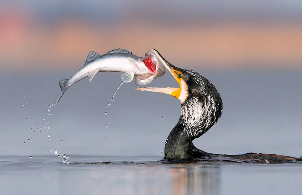 Wilde Stockente
