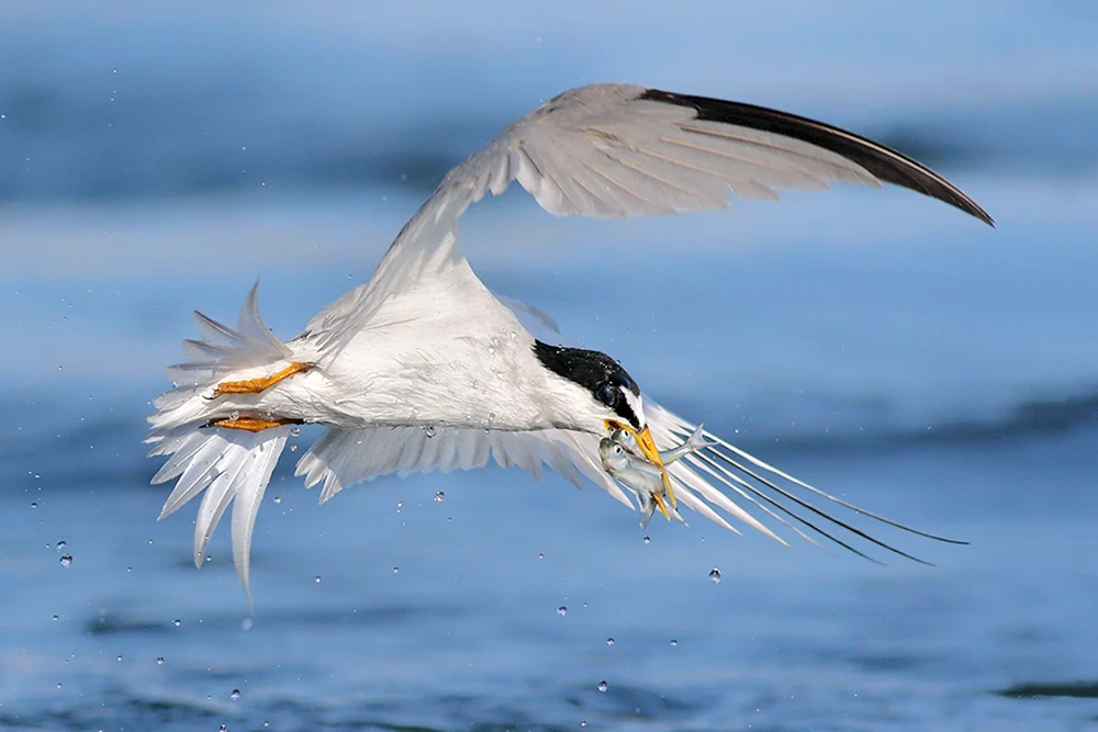 Vogelangler