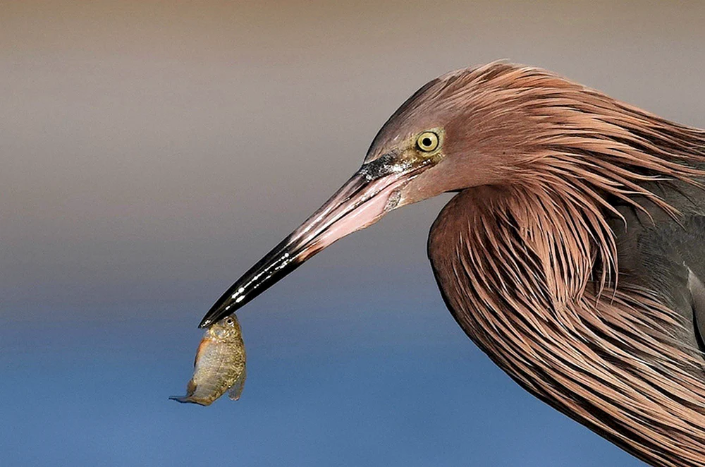 Gewöhnlicher Eisvogel