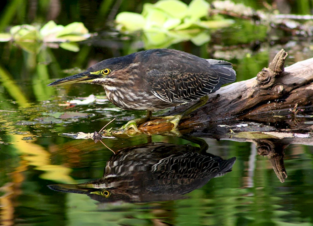 Vogelangler Angler