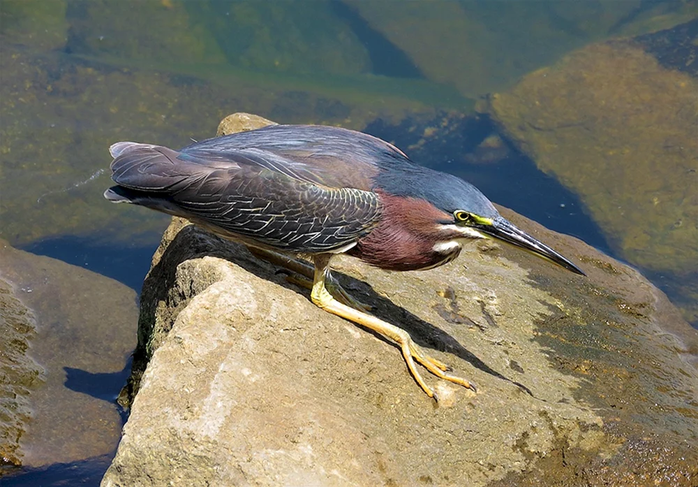 Gemeinsamer Eisvogel