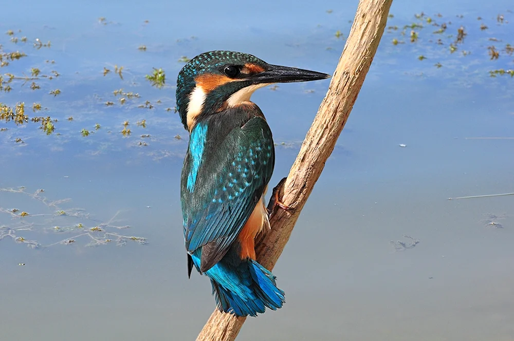 Gemeinsamer Eisvogel