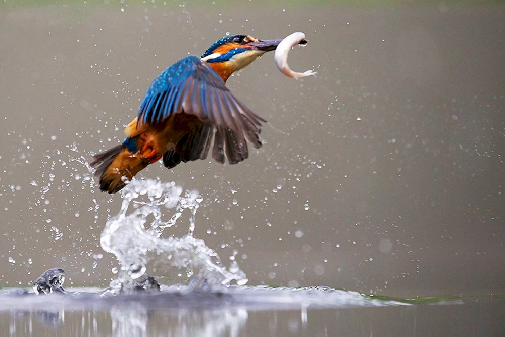 Vogelfischer