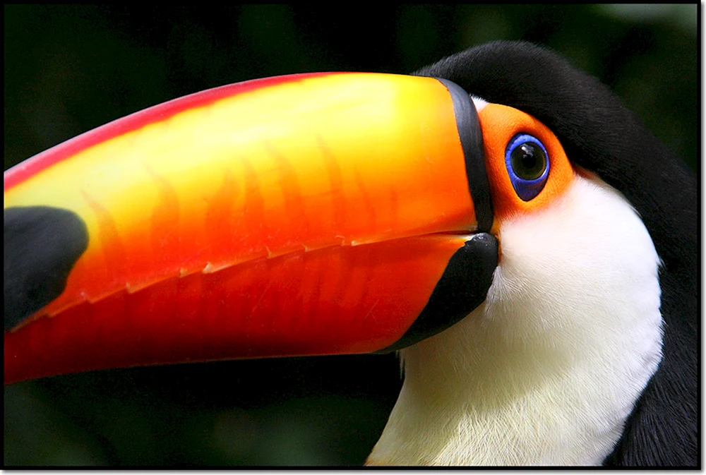 Vogel mit großem orangefarbenem Schnabel
