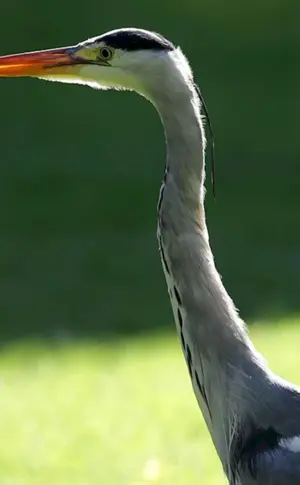 Vogel mit langem Hals und langen Beinen