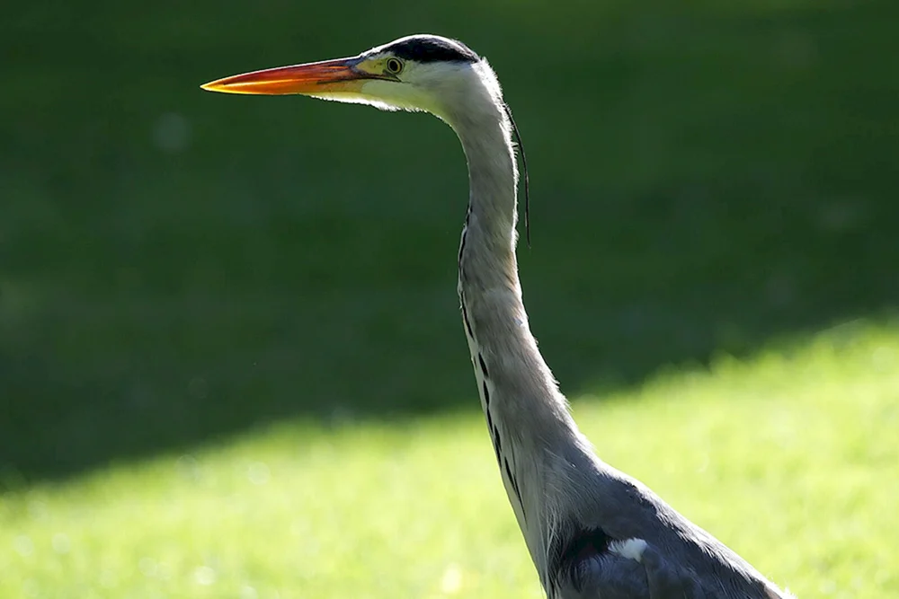 Vogel mit langem Hals und langen Beinen