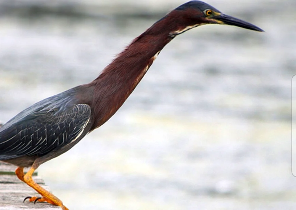 Vogel mit langem Schnabel