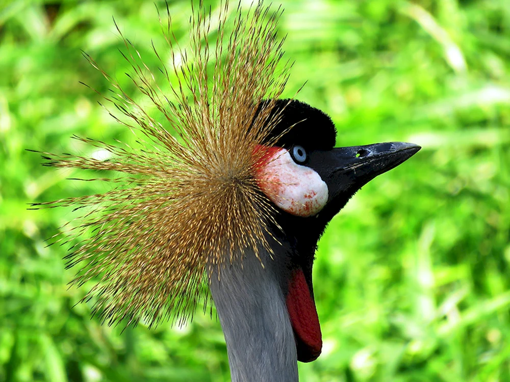 Vogel mit langer Nase