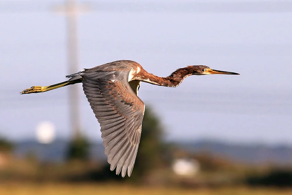 Vogel mit gebogenem Schnabel