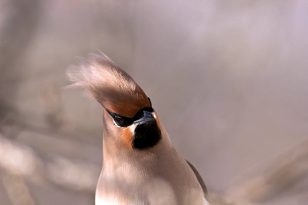 Haubenvogel