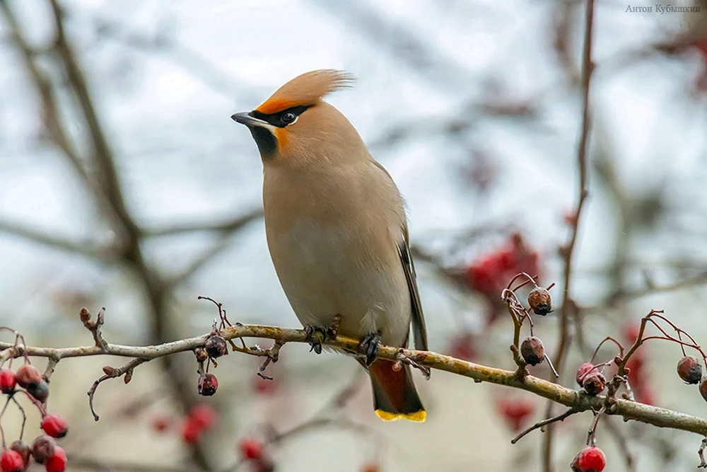 Haubenpfeifvogel