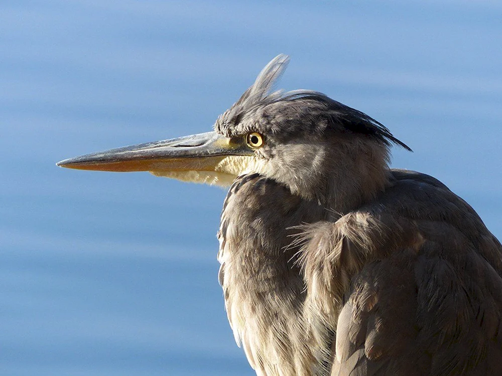Offenschnabelvogel