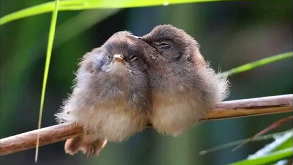 Vogel mit Küken