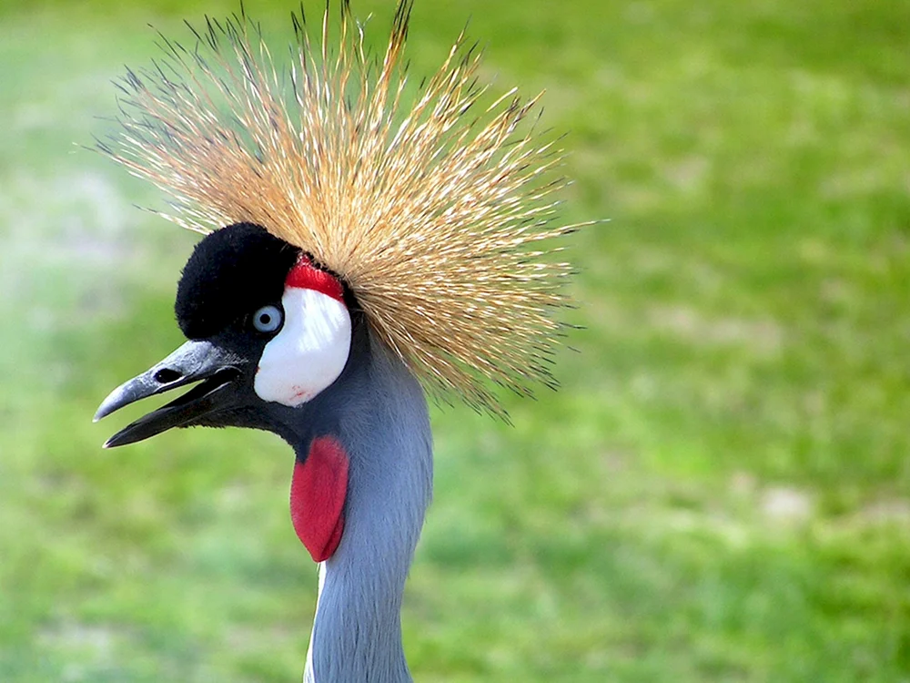 Vogel mit Haaren