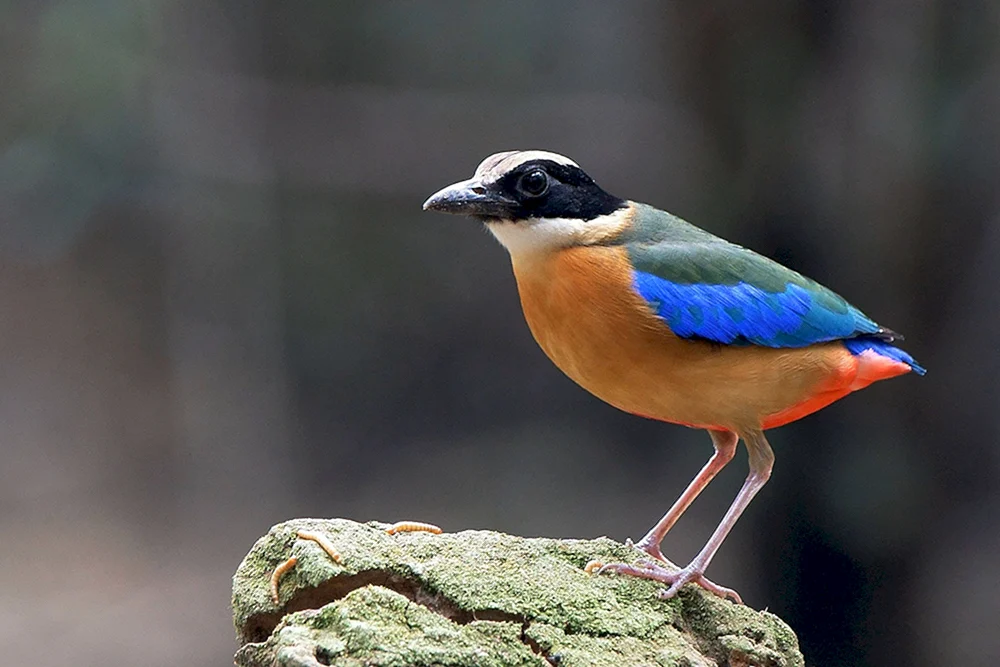 Vogel mit blauen Flügeln