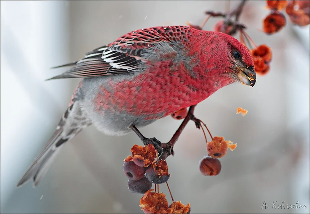 Gewöhnlicher Würgervogel