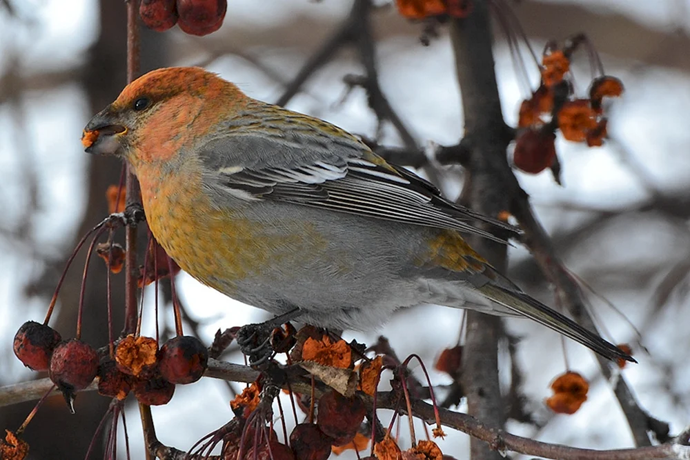 Wintervögel Sibiriens