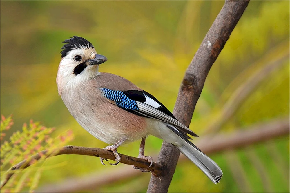 Garrulus glandarius