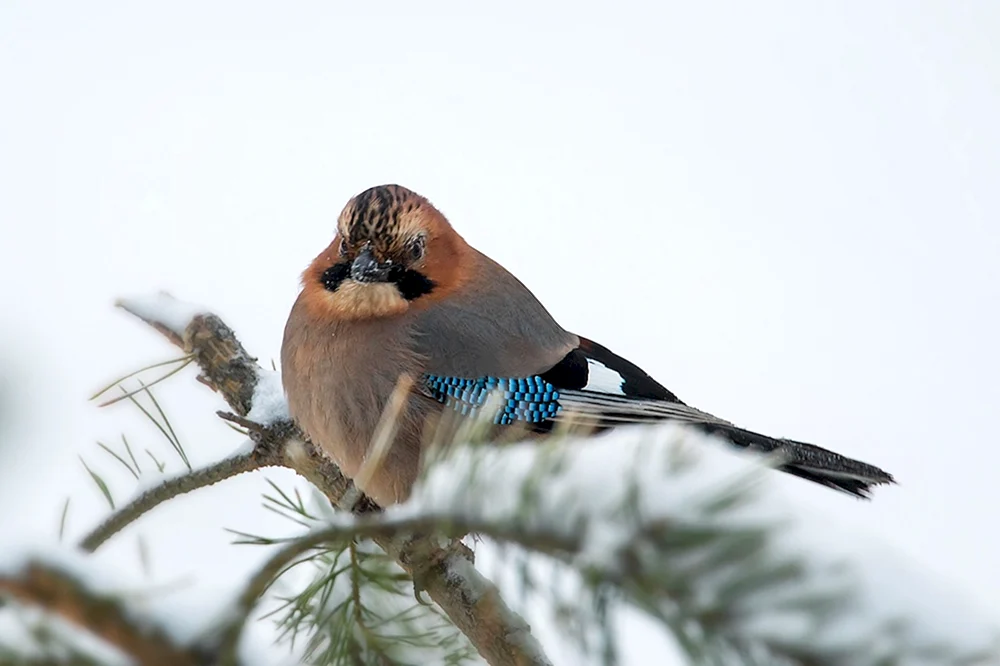 Häher garrulus glandarius