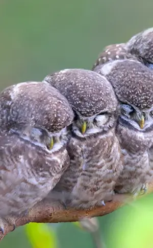 Vogel schläft
