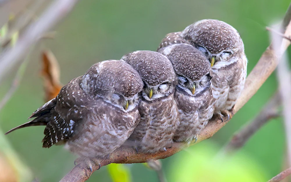 Vogel schläft