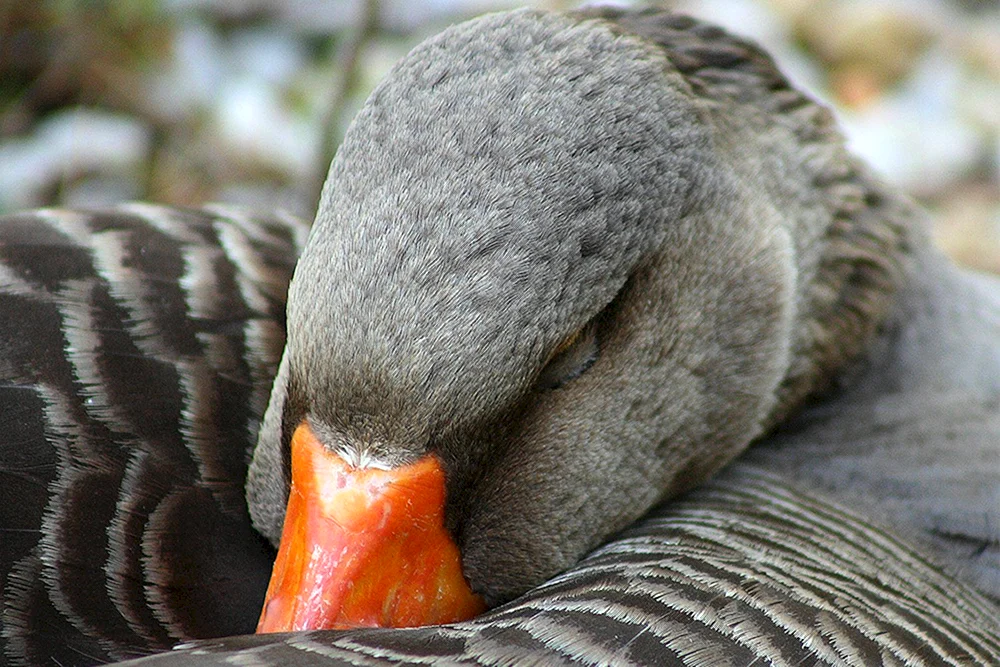 Vogel schläft
