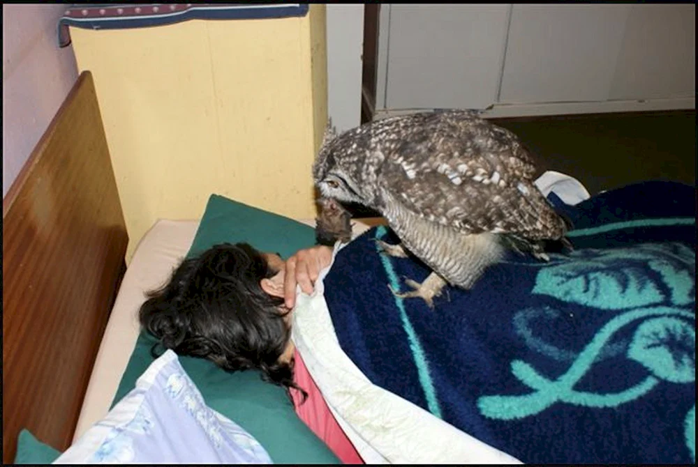 Vogel schläft