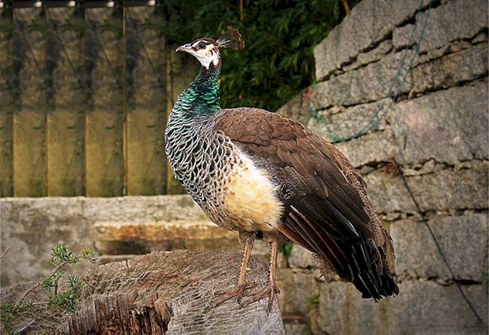 Vögel der Türkei wie sie aussehen
